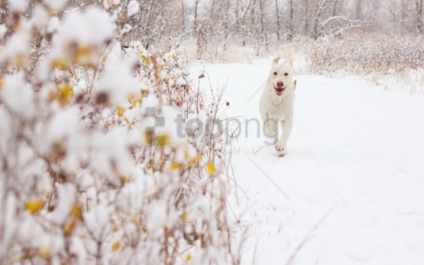 background dog snow wallpaper Isolated Graphic on HighResolution Transparent PNG