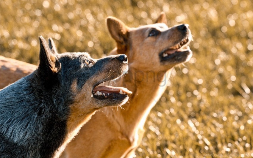 Background Dogs Nature Wallpaper Isolated Element On Transparent PNG