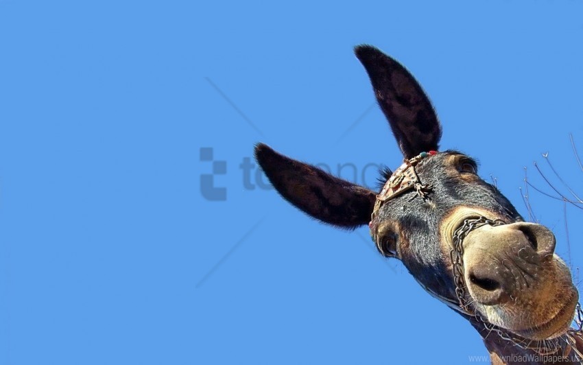 background donkey ears head muzzle wallpaper Transparent PNG images for design