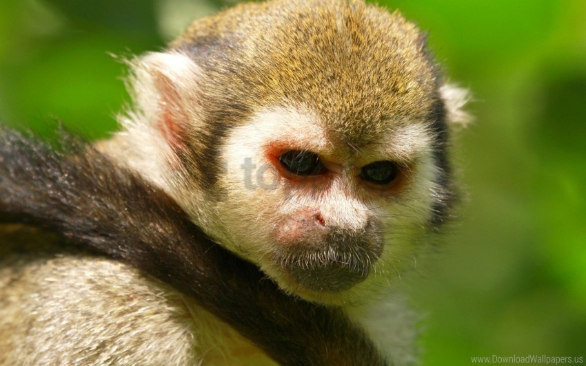 background eyes face monkey tail wallpaper High-resolution transparent PNG images variety