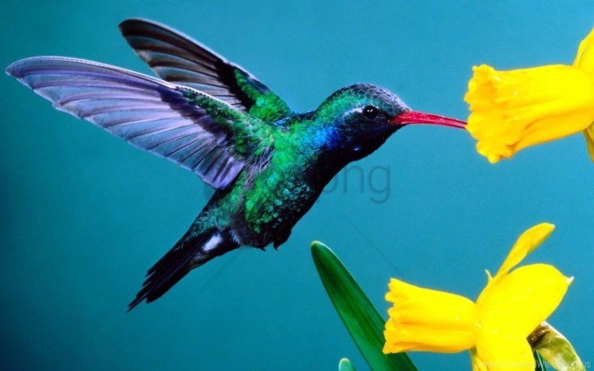 background flowers hummingbirds wallpaper Isolated Illustration in HighQuality Transparent PNG