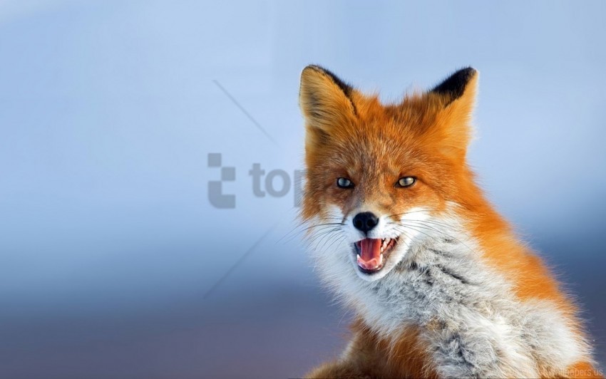  fox looks photo red wallpaper Isolated Item with Clear Background PNG