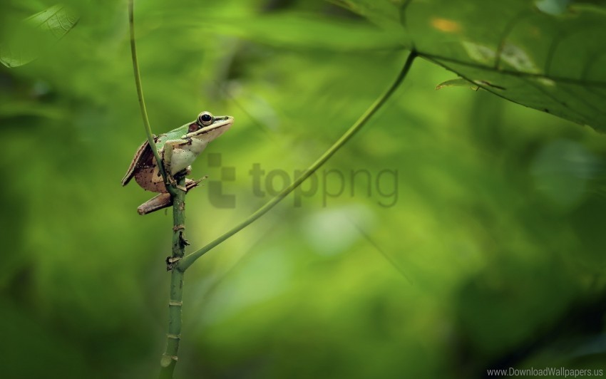  frog nature wallpaper Isolated Design in Transparent Background PNG