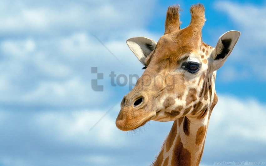 background giraffe head large sky wallpaper PNG transparent images for social media