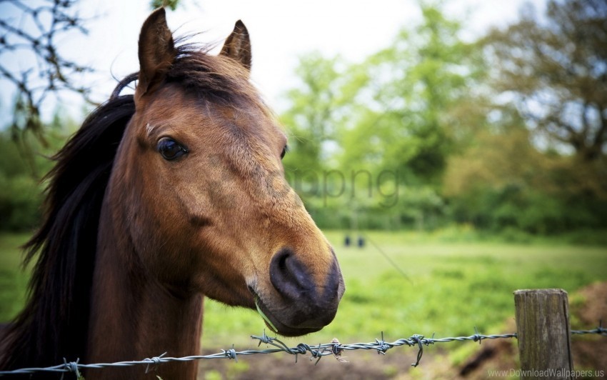 background horse nature wallpaper PNG cutout