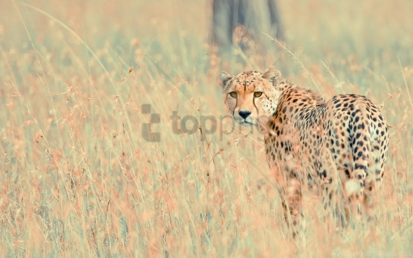 background leopard nature wallpaper Isolated Design Element in HighQuality Transparent PNG