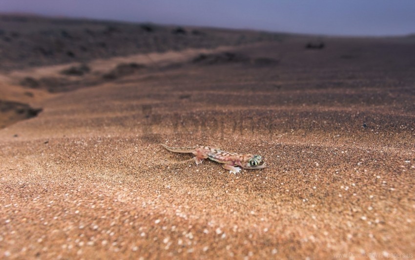 background lizard nature wallpaper Isolated Illustration on Transparent PNG