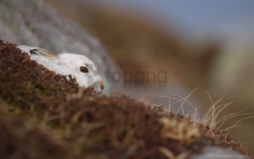 Background Nature Rabbit Wallpaper Isolated Graphic On Clear Transparent PNG