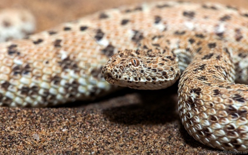 background nature snake wallpaper Isolated Element in Transparent PNG