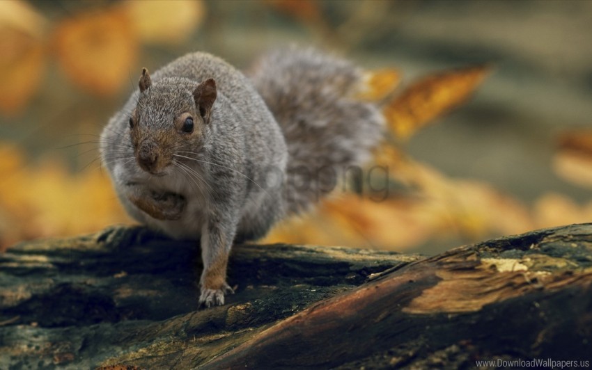 background nature squirrel wallpaper Isolated Artwork in HighResolution Transparent PNG