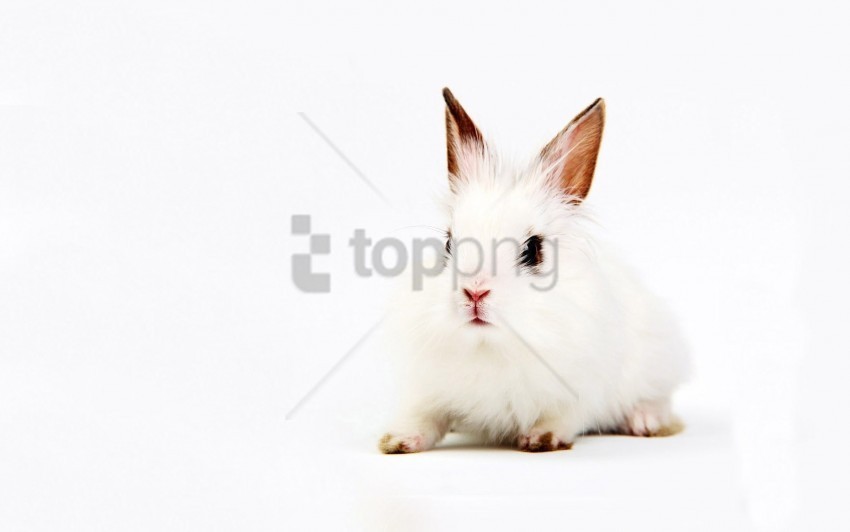  rabbit sit white wallpaper Transparent background PNG clipart