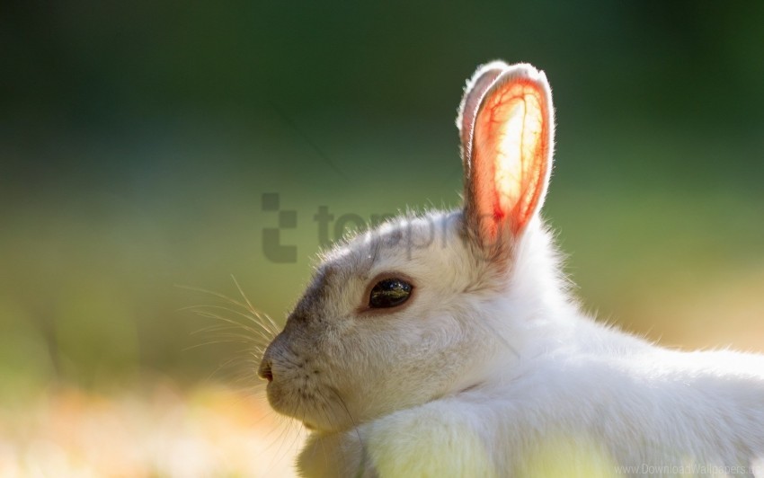 background rabbit summer wallpaper PNG images without BG