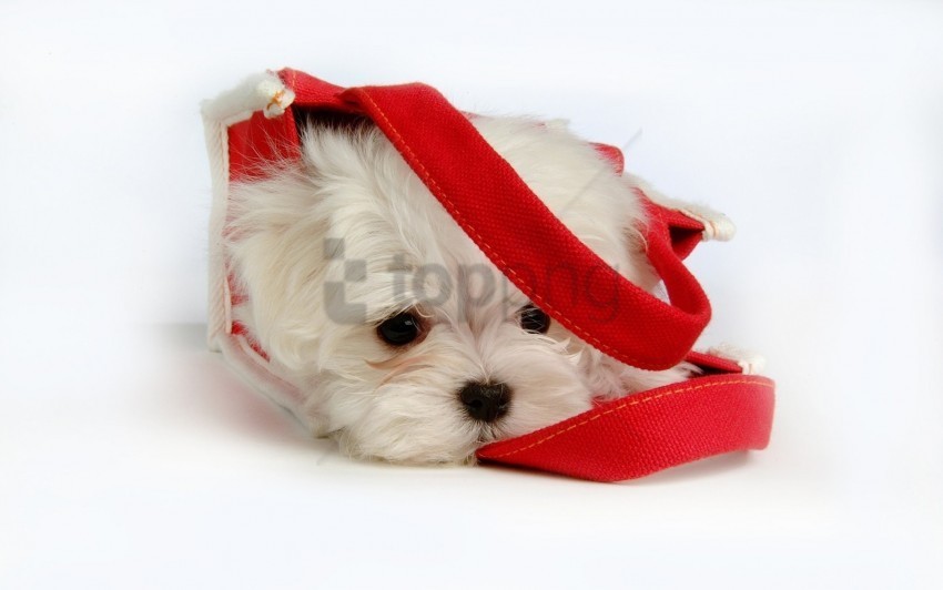 bag fluffy lying puppy snout wallpaper Transparent PNG Isolated Item