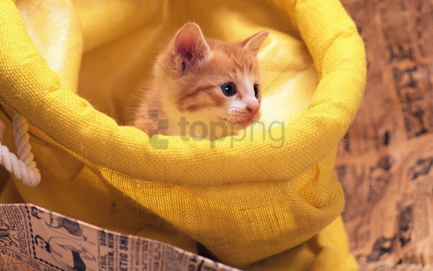 bag kitten red yellow wallpaper Isolated Graphic Element in HighResolution PNG