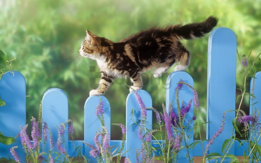 balance kitten wallpaper Isolated Artwork in Transparent PNG Format