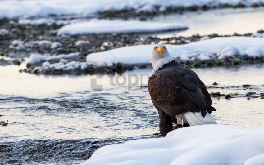 bald eagle bird predator snow wallpaper PNG images for personal projects