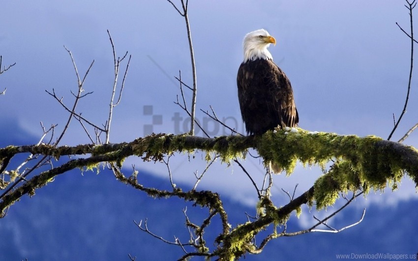 bald eagle branch moss wallpaper PNG images with no background necessary
