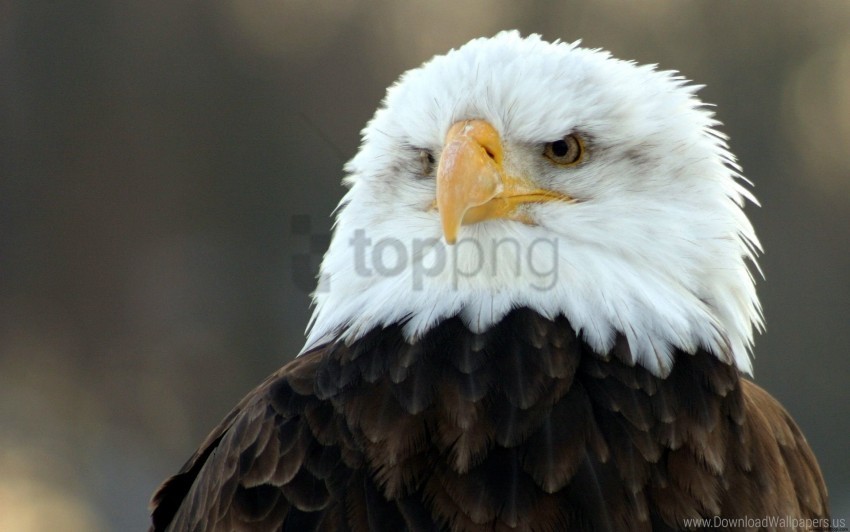 Bald Eagle Wide Wallpaper Isolated Character With Transparent Background PNG