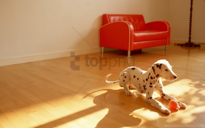 Ball Dalmatian Dog Floor Room Toy Wallpaper HighQuality Transparent PNG Isolated Graphic Design