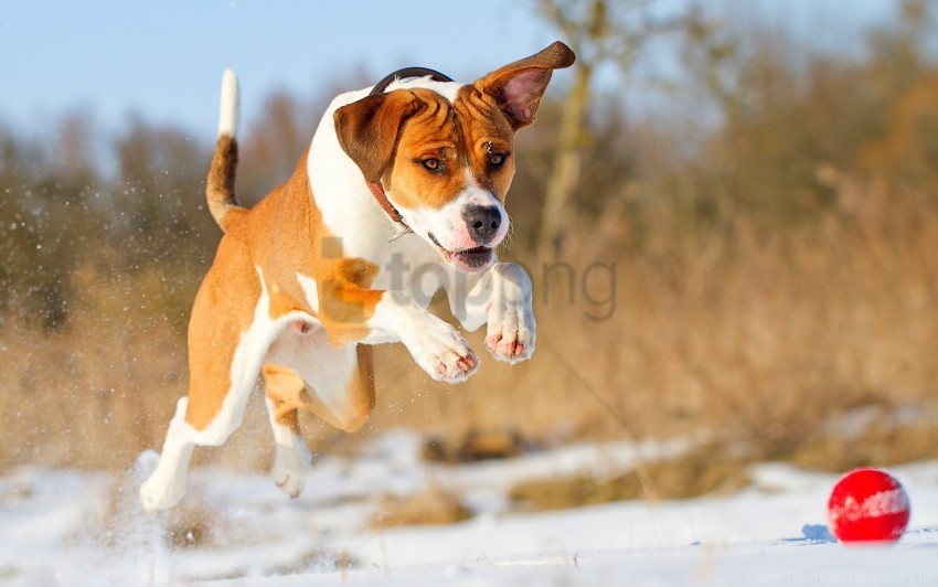 ball dog friend running wallpaper Free download PNG images with alpha channel diversity