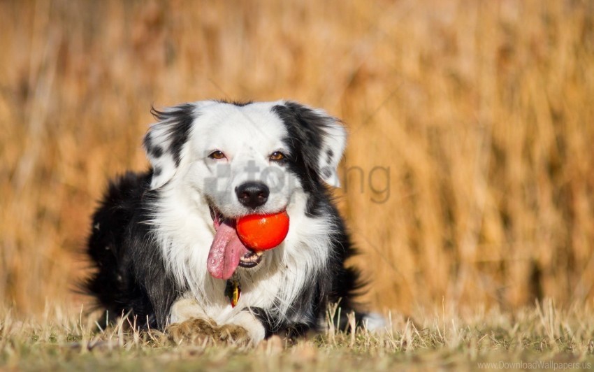 ball dog friend wallpaper Transparent PNG images for graphic design