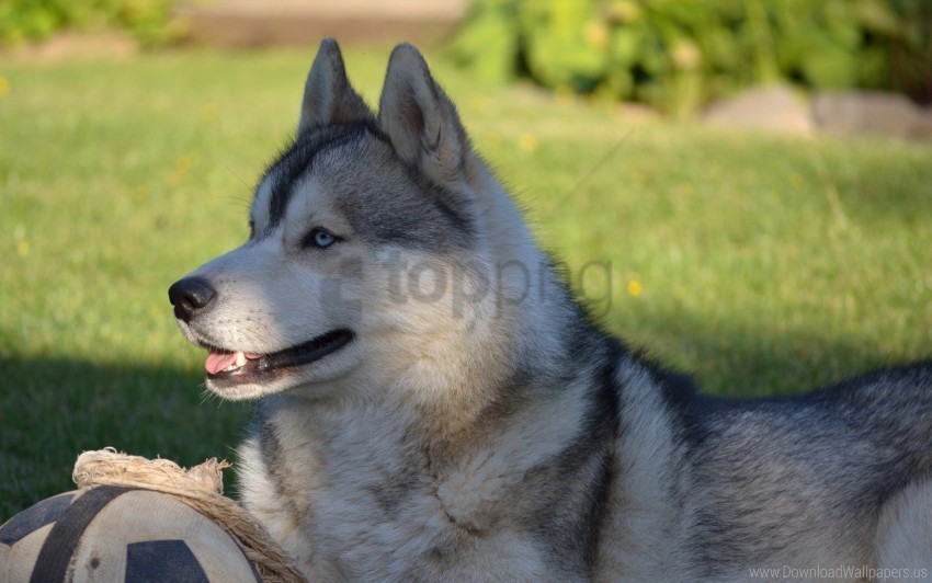 ball dog grass husky lie down pro wallpaper PNG Image Isolated with Transparency