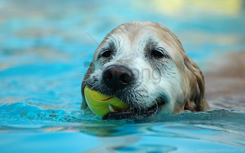 ball dog muzzle play wet wallpaper PNG Image with Isolated Icon