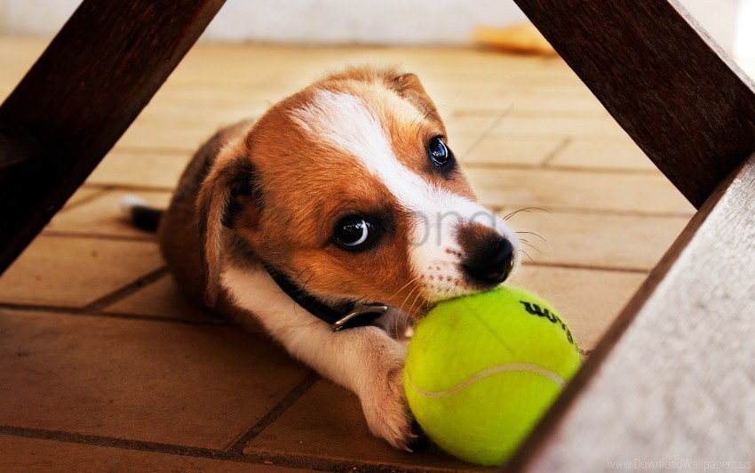 ball dog play playful wallpaper High-definition transparent PNG