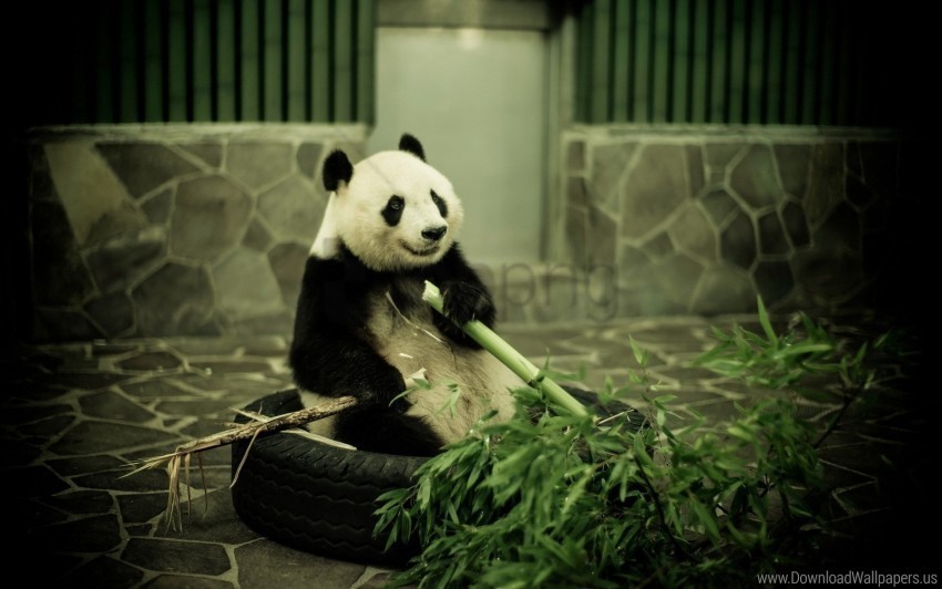 bamboo panda zoo wallpaper Isolated Subject on HighQuality Transparent PNG
