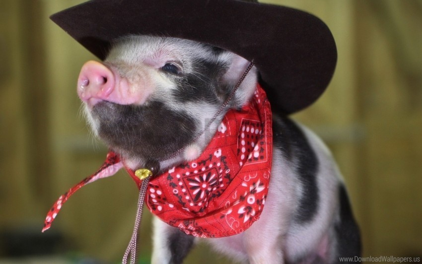 bandana cowboy hat little pig pig wallpaper PNG Graphic Isolated with Clear Background