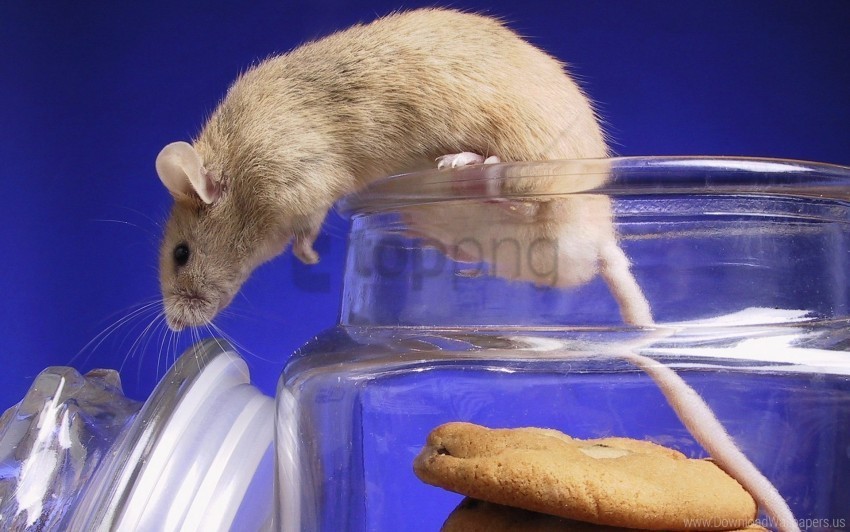 bank cookies mouse wallpaper Transparent PNG Isolated Subject