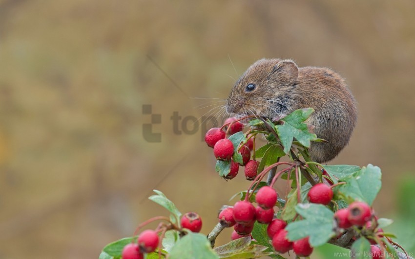 bank vole berries hawthorn mouse rodent wallpaper PNG isolated
