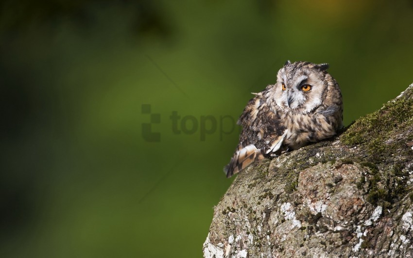 bark birds moss owl predators wallpaper PNG images with clear backgrounds