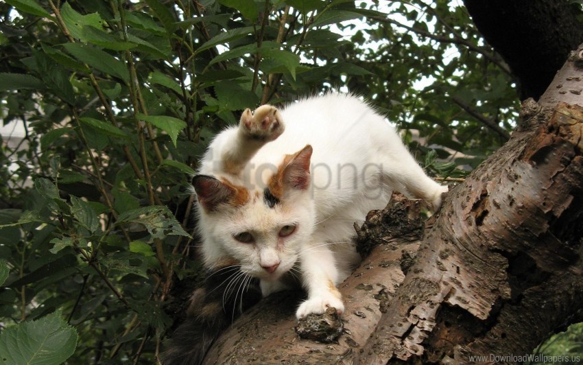 bark cat sit spotted tree wallpaper High-resolution transparent PNG images set