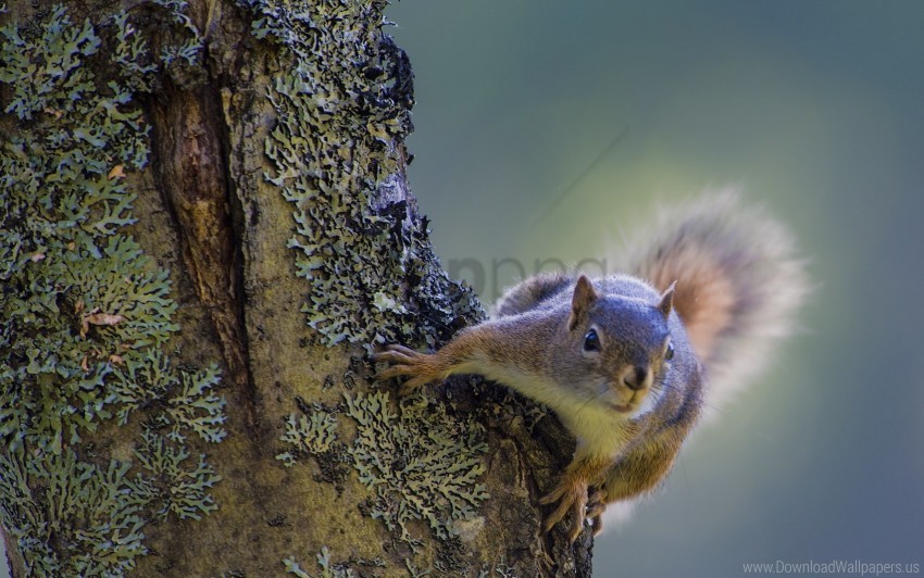 bark climbing squirrel tree wood wallpaper Free PNG images with alpha channel set