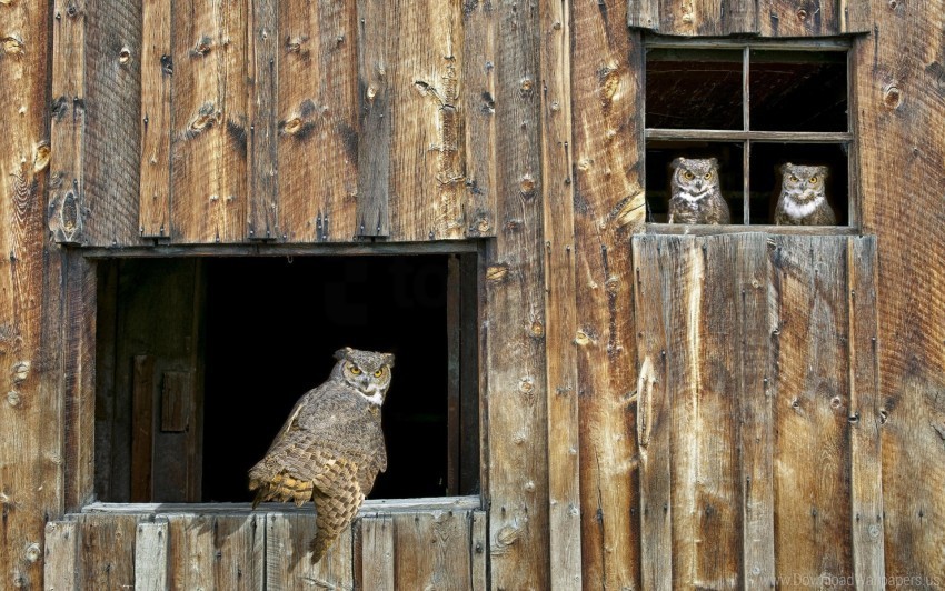 barn bird owl predator window wooden wallpaper Clear Background PNG Isolation