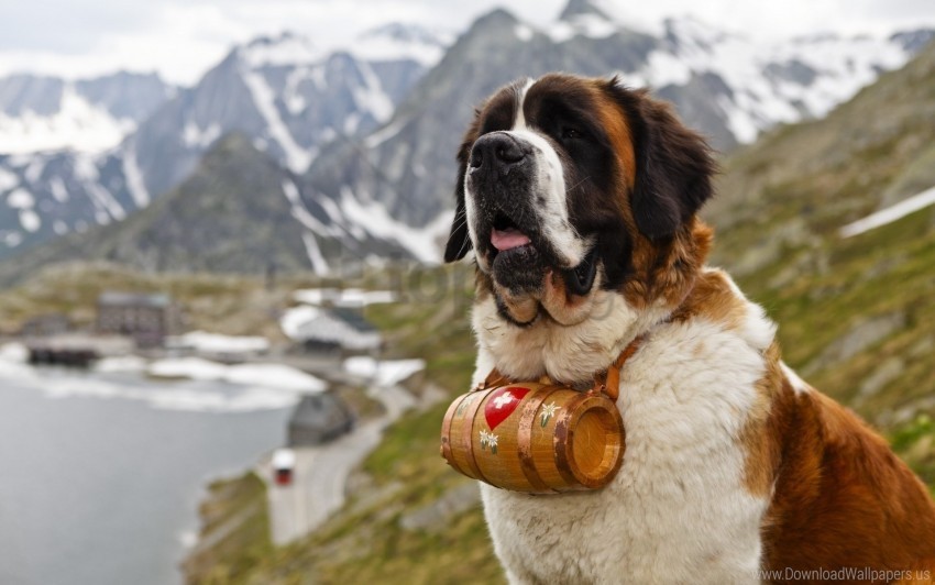 barrel dog muzzle saint bernard wallpaper Isolated Graphic with Transparent Background PNG