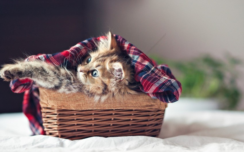basket blanket fluffy kitty shelter wallpaper Isolated Object in HighQuality Transparent PNG
