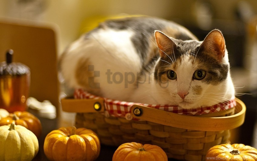 basket cat curiosity lying pumpkin wallpaper PNG design