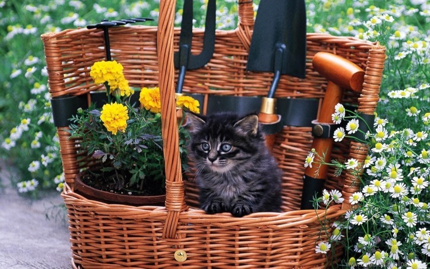 basket cat field flowers furry wallpaper PNG for design