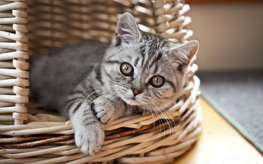 basket cat kitten lie look striped wallpaper Transparent PNG Graphic with Isolated Object