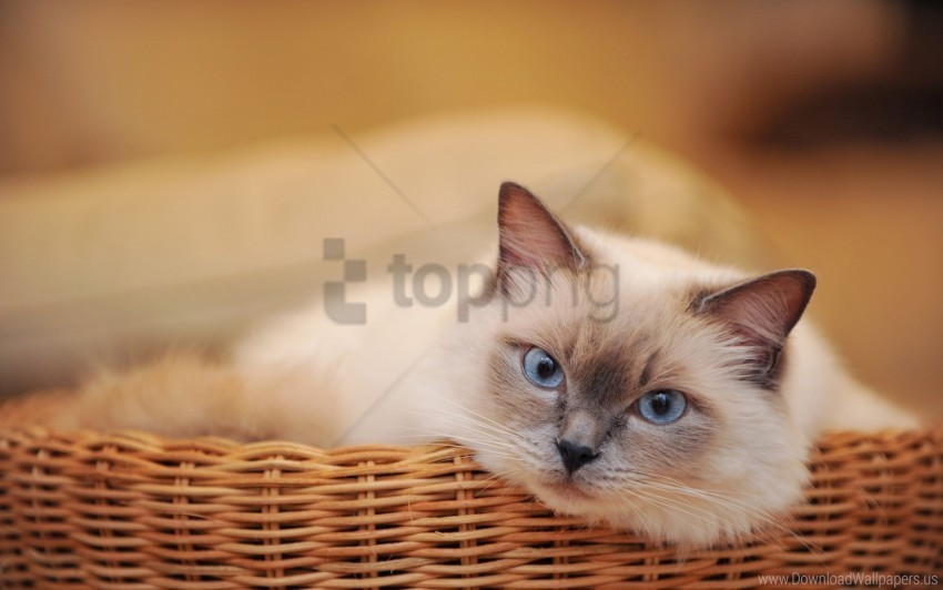 basket cat look lying sadness wallpaper No-background PNGs