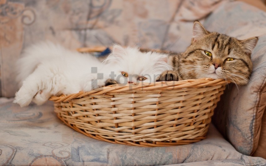 basket cats lie face wallpaper Transparent PNG images extensive gallery