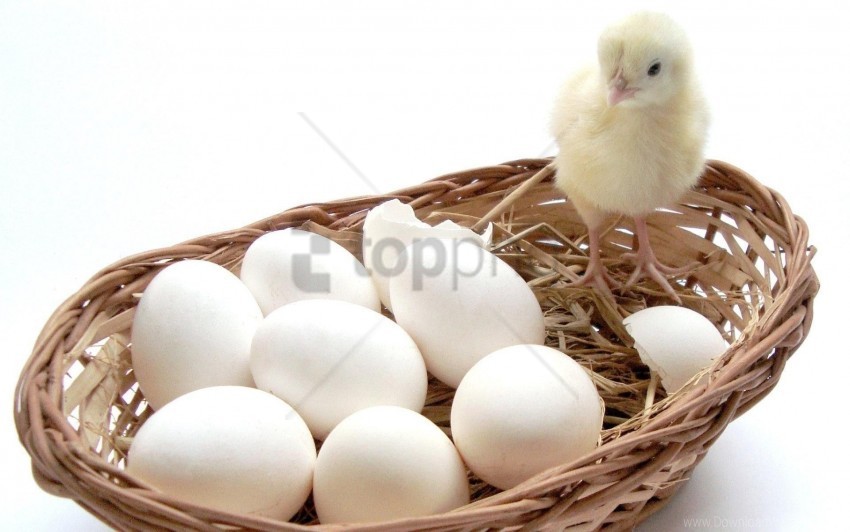 basket chick eggs wallpaper PNG graphics for free