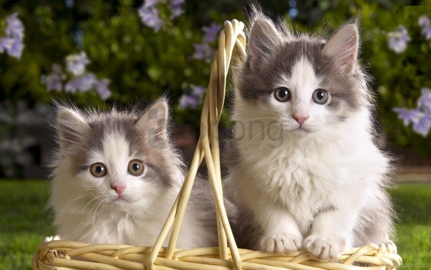 basket couple fluffy ittens wallpaper Transparent Background PNG Isolated Item