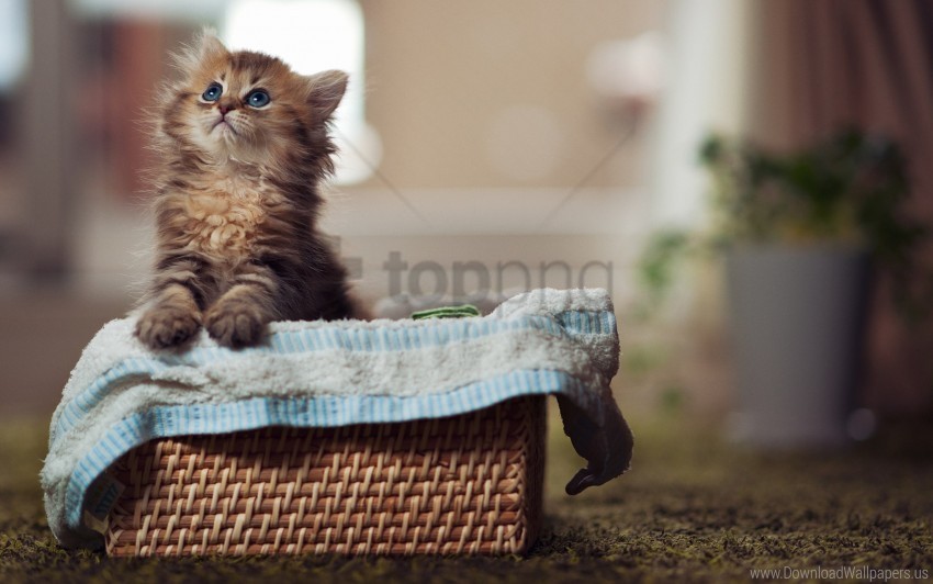 basket curiosity fluffy kitty material watch wallpaper Transparent background PNG stockpile assortment