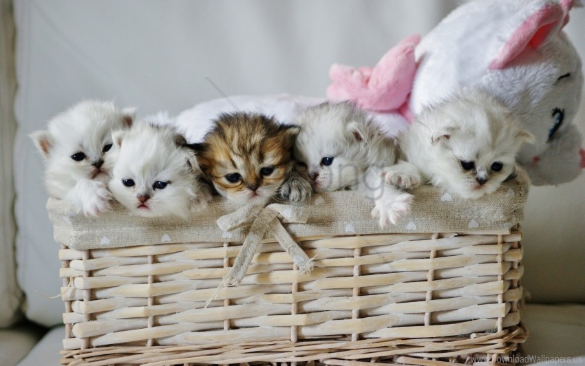 basket cute kittens toy wallpaper Isolated Graphic on HighQuality Transparent PNG