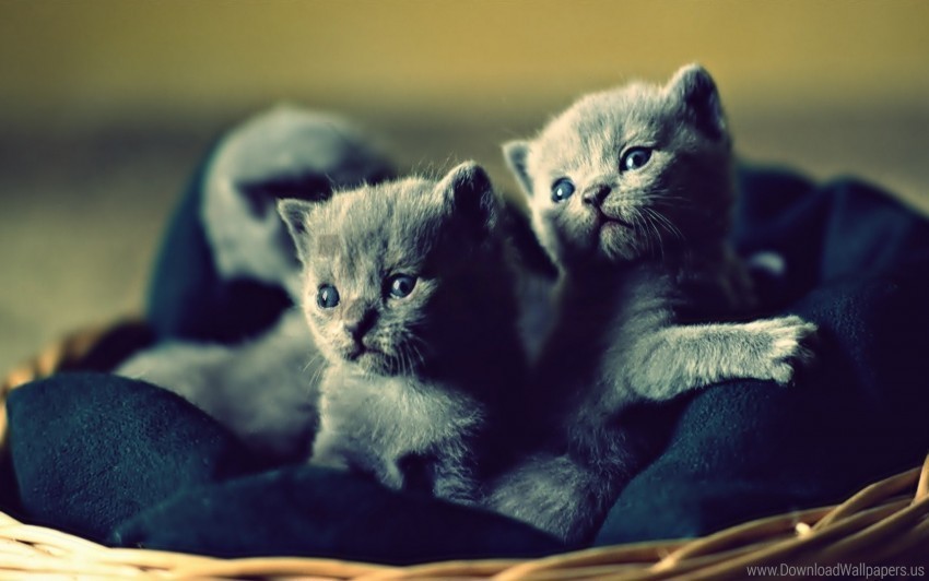 basket cute kittens wallpaper HighQuality Transparent PNG Isolated Artwork