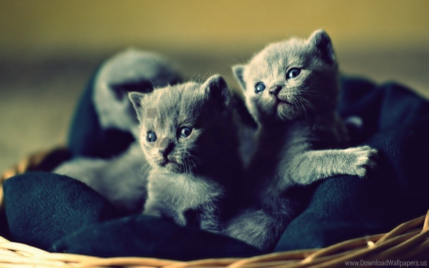 Basket Cute Kittens Wallpaper HighQuality Transparent PNG Isolated Artwork