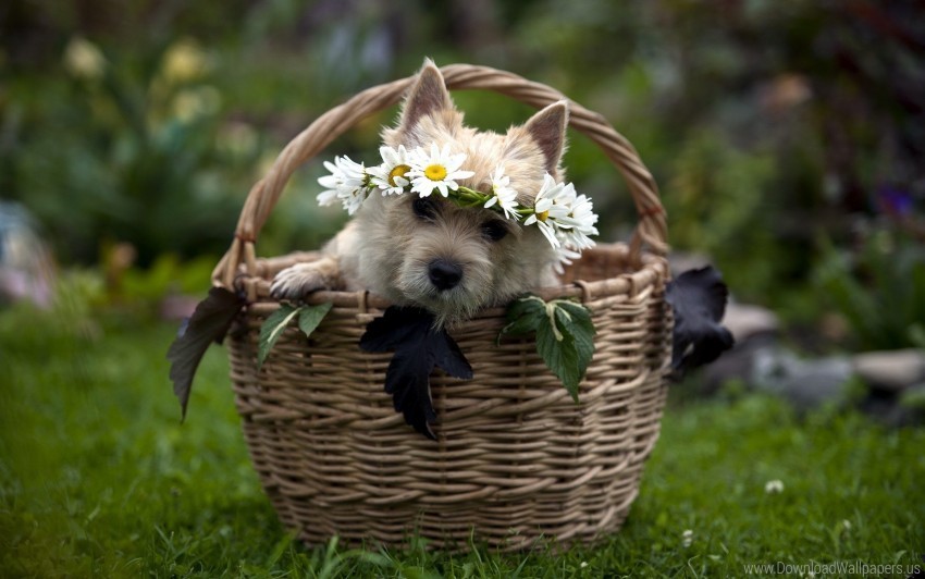 basket dog flowers grass muzzle sit wreath wallpaper Transparent PNG pictures for editing